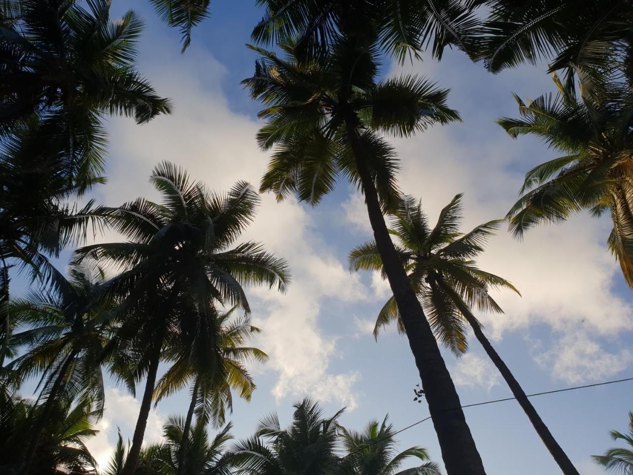 Palm Forest Palolem Extérieur photo